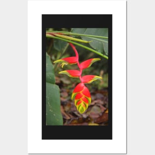 An Exotic Heliconia Posters and Art